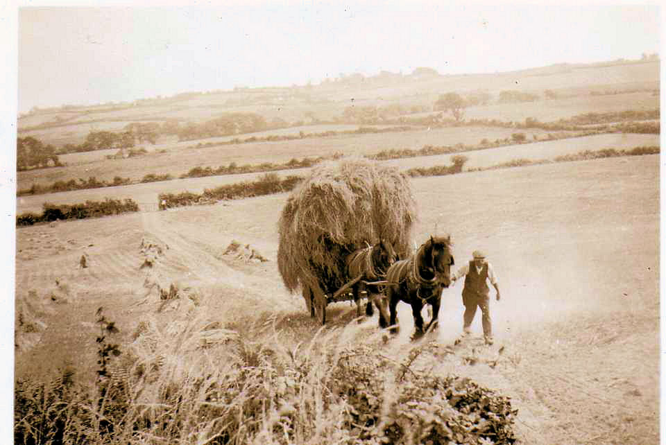 Dougles Packham leads Prince and Darling at a 1920's Broad Green Farm Harvest